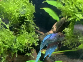 Betta looks depressed