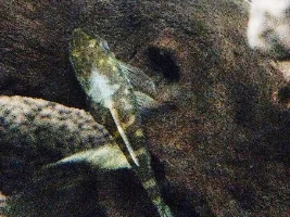 white patch on Otto`s back