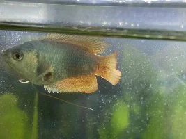 Help!!!  Gourami has odd sore after parasite.