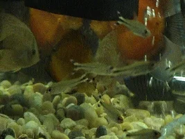 New Stock For 55 Gallon Planted