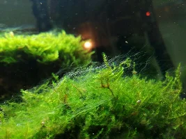 Quarantine Amano Shrimp?