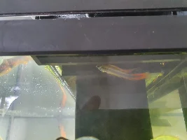 Apistogramma agassizii keep hanging around the top for oxygen