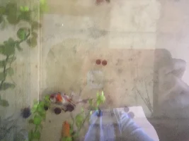 What is wrong with my goldfish?