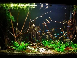 Fluval Edge, No Cycle.....
