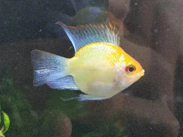 Need help with sexing this balloon ram