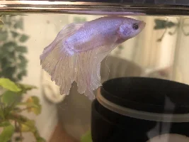 What is wrong with my fish?