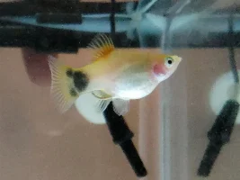 My platy: Pregnant or Fat?
