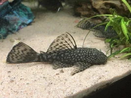 Plec type??