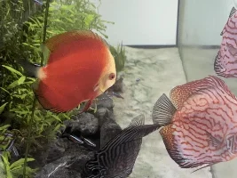 Discus tank mates