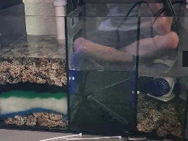 Starting new tank with cycled media