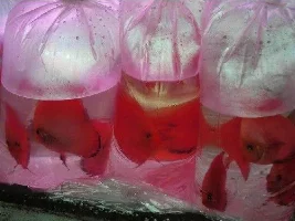 Show You Around The Ornamental Fish Market Of My Hometown (ans