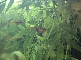 Possibly sick ember tetra