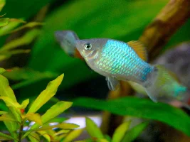 VOTE NOW!...Fishforums  April 2020 Fish of the Month contest (livebearers only)