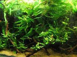 Tips for Cardinal Tetras