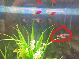 New Tank Help For A Fool (Updated With Pics)