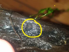 Eggs??