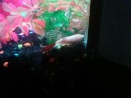 Male Beta