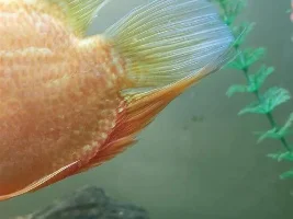 Red spotted severum