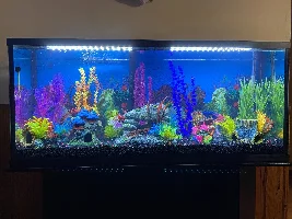 New Tank Setup