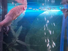 Fish dying at rapid rate. HELP