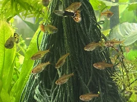 Pregnant guppies and breeding boxes questions