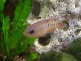 Cichlid Id Please