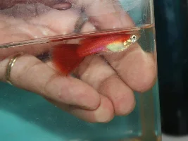 What is the most common guppy/endler variety you have kept?