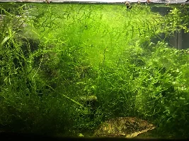 Tanks, Glass boxes and Waterbowls