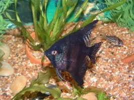 You Lookin At Me??