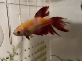 Glow betta bent spine