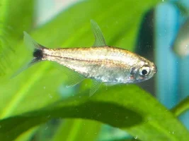 Fish ID - Brass Tetras?