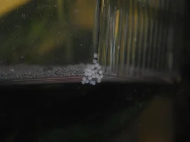 Giant Cory Spawn!