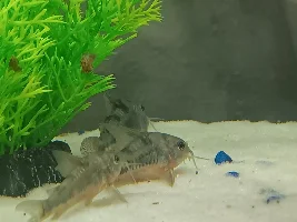 Peppered cory colors fading