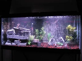 55Gallon, cichlids, lotsa pics