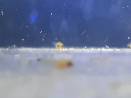 Pregnant fish
