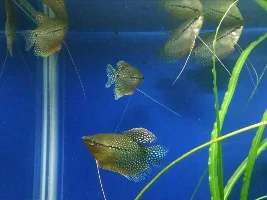 Male Or Female Pearl Gouramis?