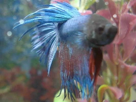 Poll: Choose A Name For My New Betta!