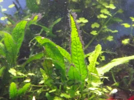 Black Hair algae