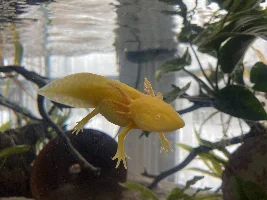 OliveFish05’s double tank journal and builds (20 gallon tropical community and 40 gallon axolotl tank)