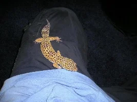 Ever seen a leopard gecko?