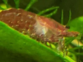 Parasite on Neocaridina?