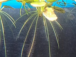 So New Light = Algae Problems. Who Would Have Guessed? Also Plant Questions.