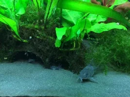 Fertile Cory Eggs!