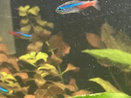 what’s wrong with this neon tetra?