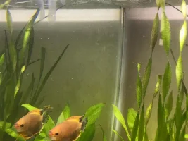Honey Gourami Making Bubble Nest