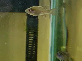 Mystery Fish