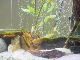 55 gallon with petrified wood and drift wood!