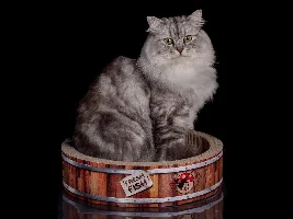 Show us your cat/s!