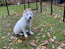First Dog - advice needed