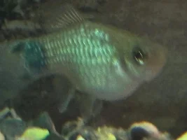 Does this platy look pregnant?